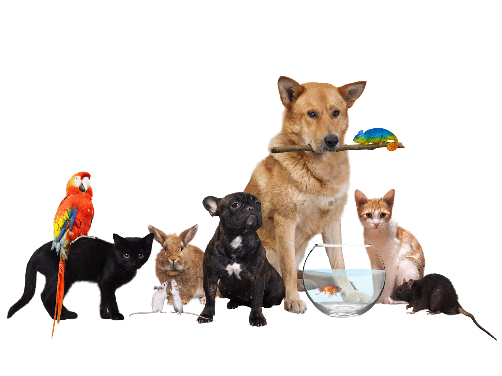 Governo sanciona lei que criminaliza tatuagens e piercings em pets